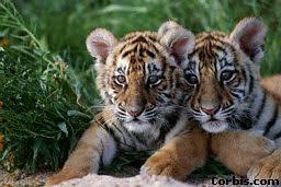life cycle of a tiger