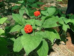 ginseng pictures