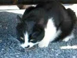 cat eats mouse