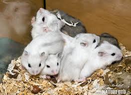winter white hamsters