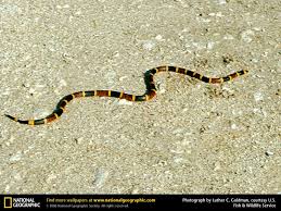 snakes desktop wallpapers