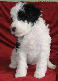 portuguese dog