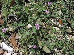 erodium cicutarium