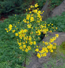 senecio erucifolius