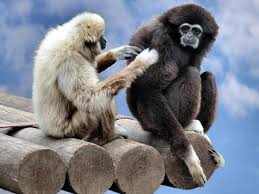social systems