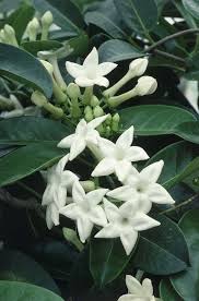 wedding flower names
