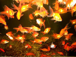 fantail goldfish pictures