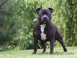 american stanford terrier