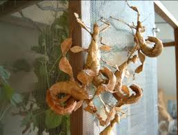 extatosoma tiaratum
