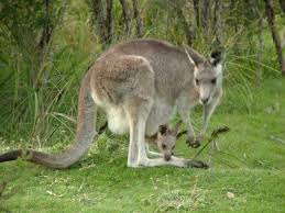 eastern grey kangaroo