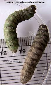 types caterpillars pictures