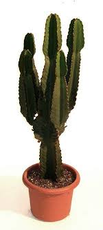 euphorbia