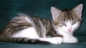 tigre chat