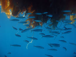 jack mackerel