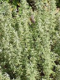 artemisia plant