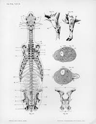 deer skeleton anatomy