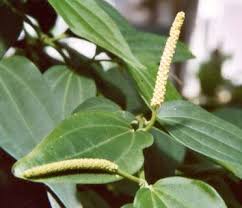 cubeb pepper