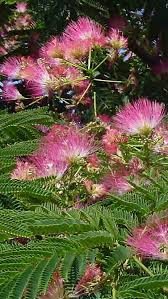 albizia