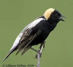 Bobolink, a species in decline