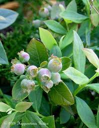 dwarf blueberries