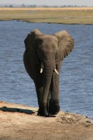 les animaux de l afrique