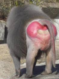 grand-p-re-singe.jpg