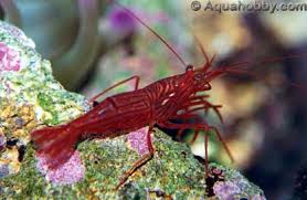 peppermint shrimp