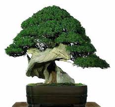 bonsai containers