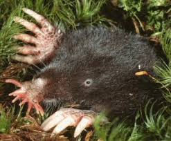 star nosed moles