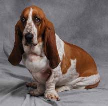 basset hound dog