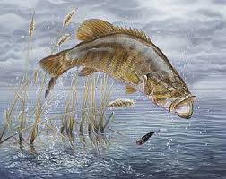smallmouth bass
