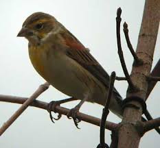 dickcissel