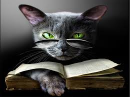magic cat