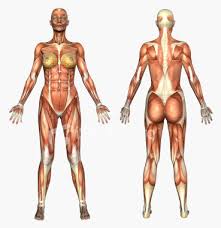 anatomy exercise