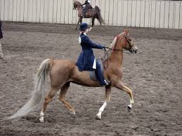american saddlebred horse