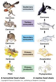 forest food chains