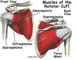 Rotator Cuff