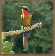 bird species pictures