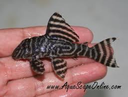 king tiger pleco