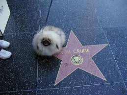 hollywood pictures