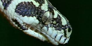 reptiles snakes