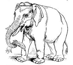 picture of elephant