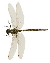 dragonfly clip art free