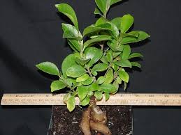 bonsai ficus retusa