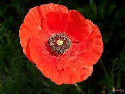 http://t0.gstatic.com/images?q=tbn:n13w54UG01g45M:http://www.visoflora.com/images/original/coquelicot-visoflora-3252.jpg