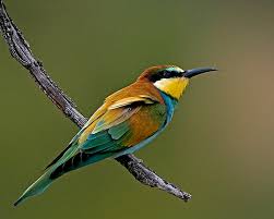 bird species pictures
