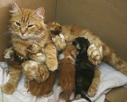 kitties