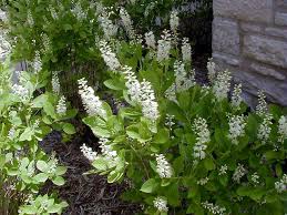 clethra vanilla spice