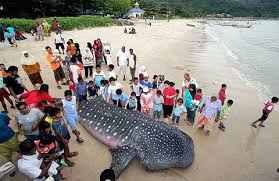 whale shark fish
