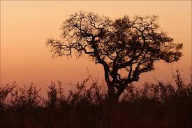 african photos